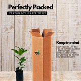 Ice Cream Beans / Monkey Tamarind (Inga edulis) Fruit Live Plant (Home & Garden)