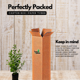 Juhi Jasmine (Jasmine auriculatum)- Flowering/Ornamental/Live Plant (Home & Garden)