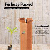 Elephant Apple | Chalta Plant (Dillenia Indica) Fruit Live Plant (Home & Garden)