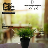 Khufiya | Cuphea Hyssopifolia (Kufiya) Mexican Heather | False Heather Flowering/Ornamental Live Plant (Home & Garden)