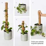 Hug A Plant|3 Feet Coir Moss Stick/Coco Pole for Climbing Indoor & Outdoor Plants| Housing Plants, Creeper Support|Moss Stick