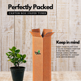 Gardenia | Gandharaj | Cape jasmine (Gardenia jasminoides)- Flowering/Ornamental/Live Plant (Home & Garden)