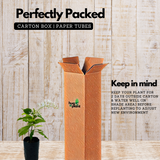 Sand paper Vine White / White Wreath (Petrea Volubilis) Wine Creeper Flowering/Ornamental Live Plant (Home & Garden)