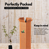 Peach Fruit (Prunus persica)- Live Fruit Plant (Home & Garden)