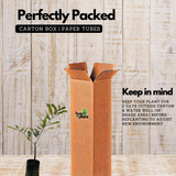 Red Nelli / Red Amla Grafted (Phyllanthus emblica) Live Fruit / Medicinal Plant (Home & Garden)