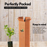 Allamanda Creeper | Pentalinon luteum (Yellow) - Flowering/Ornamental Live Plant (Home & Garden)