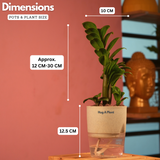 Zamioculcas zamiifolia ƒ??Zenziƒ?? Dwarf ZZ Plant- Live Plant (With Self-Watering Pot & Plant)