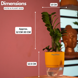 Zamioculcas zamiifolia ƒ??Zenziƒ?? Dwarf ZZ Plant- Live Plant (With Self-Watering Pot & Plant)