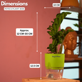 Zamioculcas zamiifolia ƒ??Zenziƒ?? Dwarf ZZ Plant- Live Plant (With Self-Watering Pot & Plant)