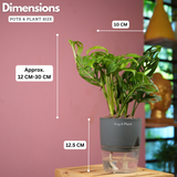 Monstera Adansonii | Broken Heart Plant- Live Plant (With Self-Watering Pot & Plant)