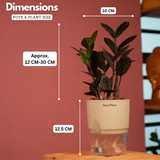 Zamioculcas Raven / Black ZZ Plant (Zamioculcas zamiifolia)- Live Plant (With Self-Watering Pot & Plant) (Home & Garden)