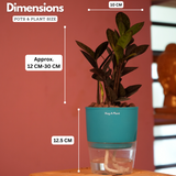 Zamioculcas Raven / Black ZZ Plant (Zamioculcas zamiifolia)- Live Plant (With Self-Watering Pot & Plant) (Home & Garden)