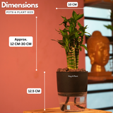 Lotus Bamboo / Lucky Bamboo - Live Plant (With Self-Watering Pot & Plant)