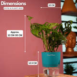 Monstera Adansonii | Broken Heart Plant- Live Plant (With Self-Watering Pot & Plant)