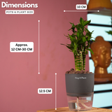 Lotus Bamboo / Lucky Bamboo - Live Plant (With Self-Watering Pot & Plant)