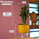 Lotus Bamboo / Lucky Bamboo - Live Plant (With Self-Watering Pot & Plant)