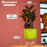 Zamioculcas Raven / Black ZZ Plant (Zamioculcas zamiifolia)- Live Plant (With Self-Watering Pot & Plant) (Home & Garden)