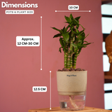 Lotus Bamboo / Lucky Bamboo - Live Plant (With Self-Watering Pot & Plant)