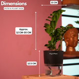 Zamioculcas zamiifolia ƒ??Zenziƒ?? Dwarf ZZ Plant- Live Plant (With Self-Watering Pot & Plant)