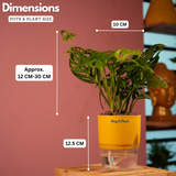 Monstera Adansonii | Broken Heart Plant- Live Plant (With Self-Watering Pot & Plant)