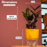 Zamioculcas Raven / Black ZZ Plant (Zamioculcas zamiifolia)- Live Plant (With Self-Watering Pot & Plant) (Home & Garden)