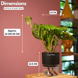 Monstera Adansonii | Broken Heart Plant- Live Plant (With Self-Watering Pot & Plant)