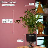 Chamaedorea Palm (Chamaedorea seifrizii) - Live Plant (With Self-Watering Pot & Plant)