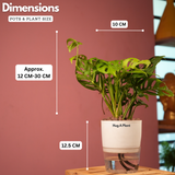 Monstera Adansonii | Broken Heart Plant- Live Plant (With Self-Watering Pot & Plant)