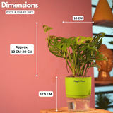 Monstera Adansonii | Broken Heart Plant- Live Plant (With Self-Watering Pot & Plant)