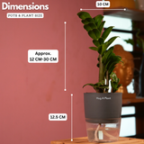 Zamioculcas zamiifolia ƒ??Zenziƒ?? Dwarf ZZ Plant- Live Plant (With Self-Watering Pot & Plant)