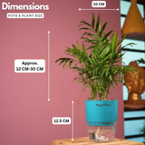 Chamaedorea Palm (Chamaedorea seifrizii) - Live Plant (With Self-Watering Pot & Plant)