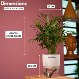 Chamaedorea Palm (Chamaedorea seifrizii) - Live Plant (With Self-Watering Pot & Plant)
