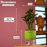 Lotus Bamboo / Lucky Bamboo - Live Plant (With Self-Watering Pot & Plant)