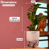 Zamioculcas zamiifolia ƒ??Zenziƒ?? Dwarf ZZ Plant- Live Plant (With Self-Watering Pot & Plant)