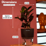 Zamioculcas Raven / Black ZZ Plant (Zamioculcas zamiifolia)- Live Plant (With Self-Watering Pot & Plant) (Home & Garden)