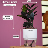 Zamioculcas Raven / Black ZZ Plant (Zamioculcas zamiifolia)- Live Plant (With Self-Watering Pot & Plant) (Home & Garden)