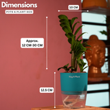 Zamioculcas zamiifolia ƒ??Zenziƒ?? Dwarf ZZ Plant- Live Plant (With Self-Watering Pot & Plant)