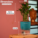 Lotus Bamboo / Lucky Bamboo - Live Plant (With Self-Watering Pot & Plant)