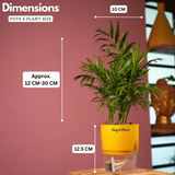 Chamaedorea Palm (Chamaedorea seifrizii) - Live Plant (With Self-Watering Pot & Plant)