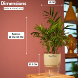 Chamaedorea Palm (Chamaedorea seifrizii) - Live Plant (With Self-Watering Pot & Plant)