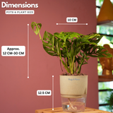 Monstera Adansonii | Broken Heart Plant- Live Plant (With Self-Watering Pot & Plant)