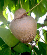 Adathapu | Air Potato | Dioscorea bulbifera (Seeds,Tubers)