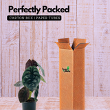 Alocasia Red Secret- Live Plant (Home & Garden)