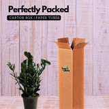 Zamioculcas Raven / Black ZZ Plant (Big) (Zamioculcas zamiifolia) - Live Plant in 8inch Pot For Indoor (Home & Garden)