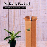 Philodendron Birkin / White Wave - Live Plant in 12cm Pot (Home & Graden)