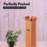 Schefflera- Live Plant (Home & Garden)