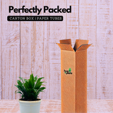 Dracaena Compacta - Live Plant in 12cm Pot (Home & Garden)