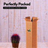 Ball Cactus Purple (echinocactus grusonii) - Live Plant (Home & Graden)