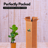 Ficus Lyrata | Fiddle Leaf Fig - Live Plant in 6inch Pot (Home & Garden)