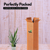 Sansevieria Silver Princess / Snake Plant (Sansevieria trifasciata)- Live Plant in 12cm Pot (Home & Garden)